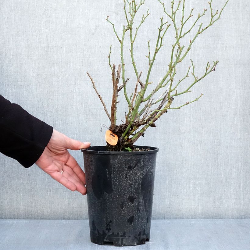 Rosal Belle Symphonie - Rosal enano Maceta 4L/5L Ejemplar entregado en invierno