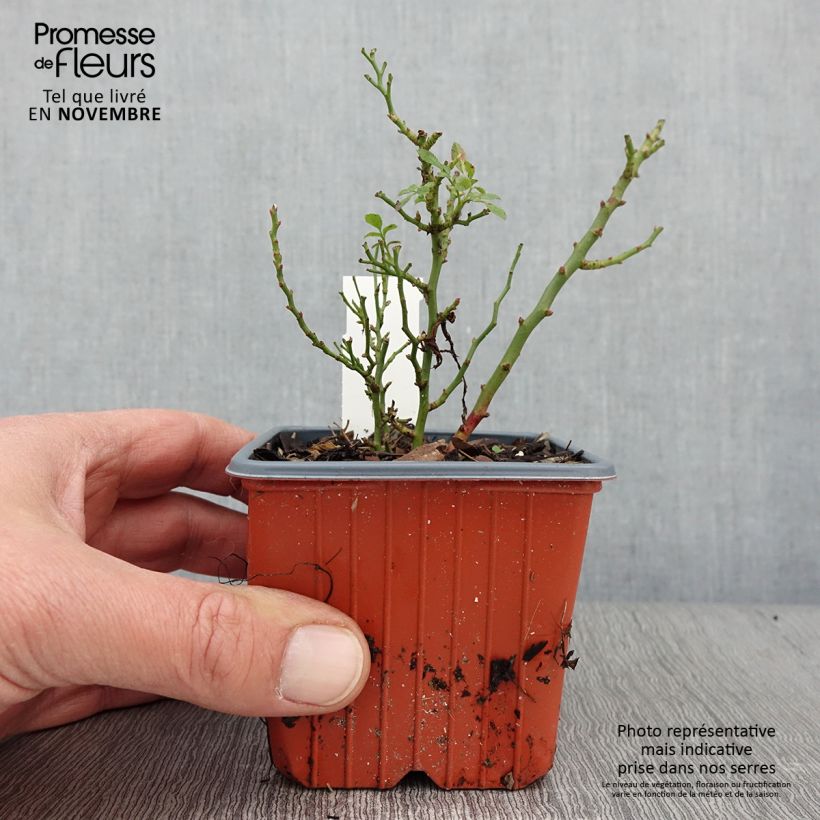 Ejemplar de Rosal Cutie Pie - Rosal enano Maceta de 8/9 cm entregado en otoño