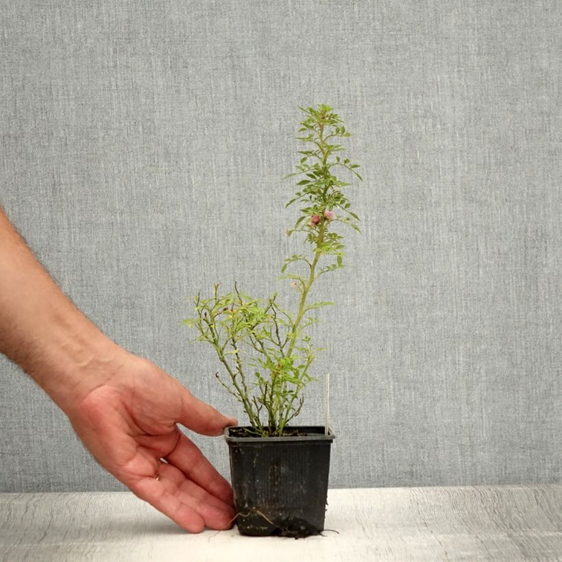 Ejemplar de Rosal Cutie Pie - Rosal enano Maceta de 8/9 cm entregado en verano