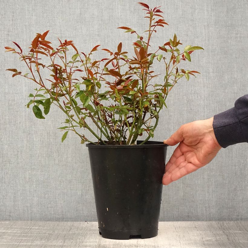 Rosal Orange Morsdag - Rosal enano Maceta 3L/4L Ejemplar entregado en la primavera