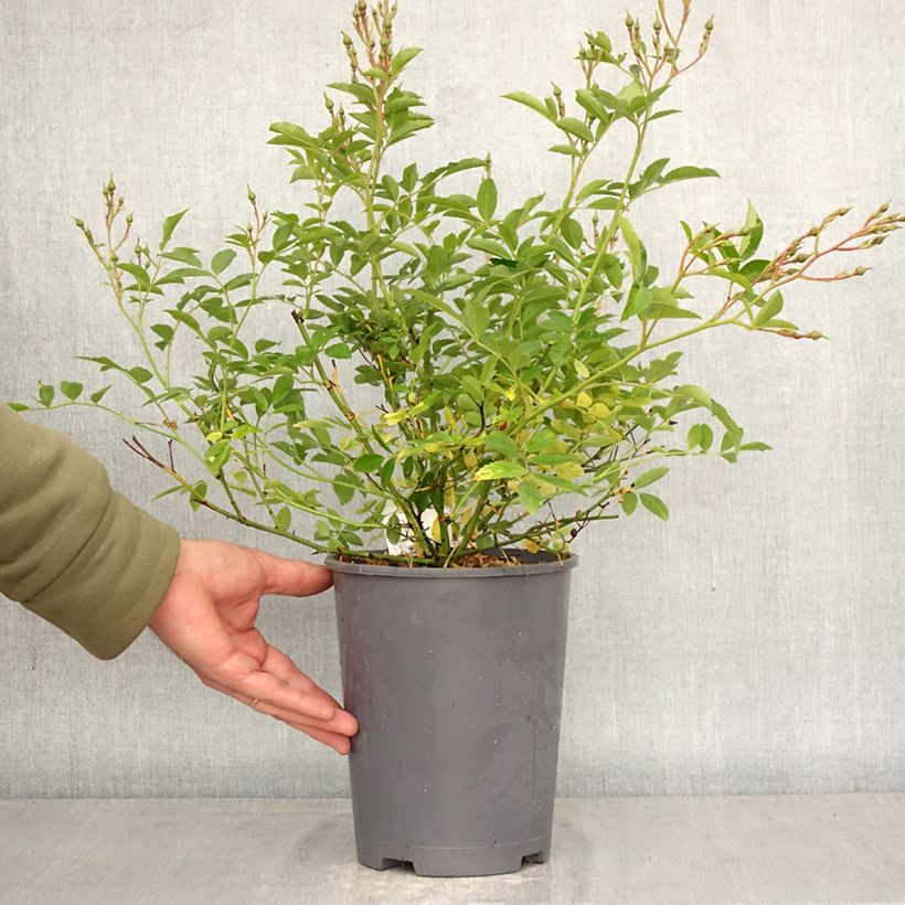 Rosa Ma Fille Sara Maceta 4L/5L Ejemplar entregado en la primavera