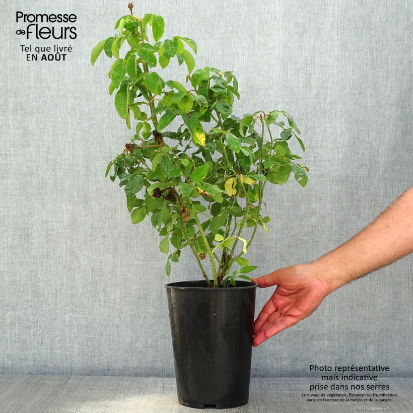Ejemplar de Rosal Portland Mme Boll Maceta 4L/5L entregado en verano