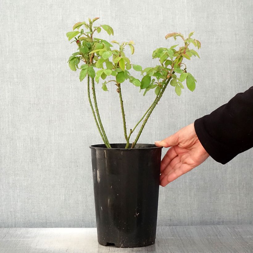 Rosal Portland Mme Boll Maceta 4L/5L Ejemplar entregado en la primavera