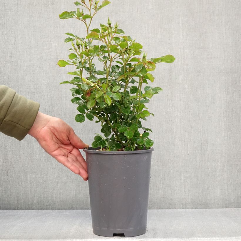 Rosal persica Aria Babylon Eyes - Rosal tapizante Maceta 4L/5L Ejemplar entregado en la primavera