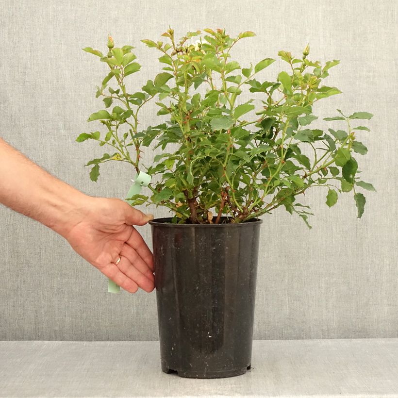 Ejemplar de Rosal persica Fancy Babylon Eyes - Rosal tapizante Maceta 4L/5L entregado en verano