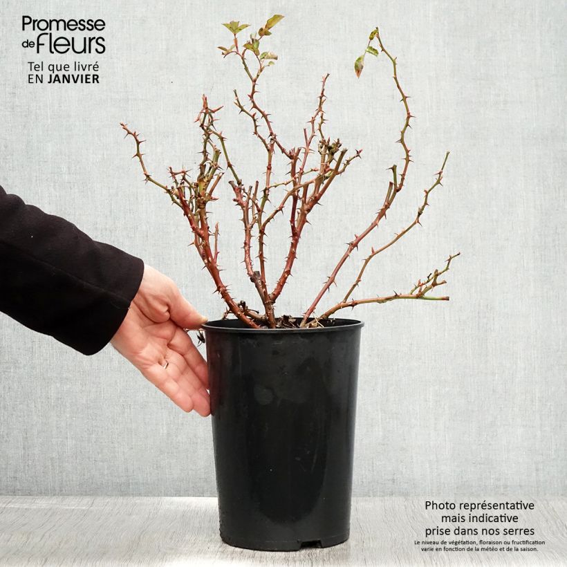 Rosal persica Fancy Babylon Eyes - Rosal tapizante Maceta 4L/5L Ejemplar entregado en invierno