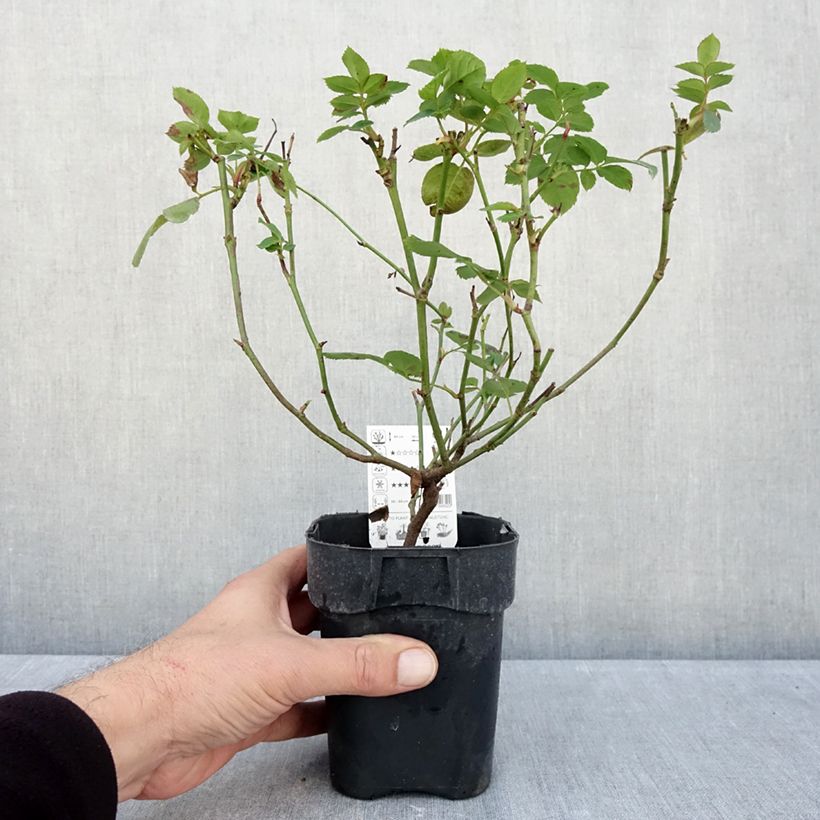 Ejemplar de Rosal Lemon Fizz Kolorscape - Rosal tapizante Maceta de 10 cm/11 cm entregado en otoño