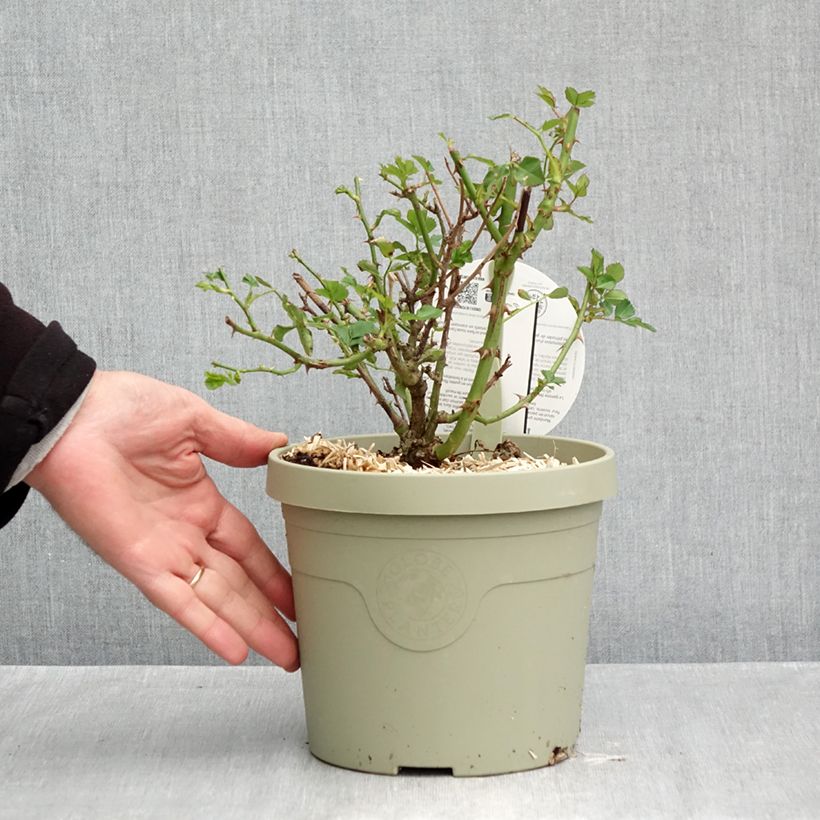 Ejemplar de Rosal Lilliputs Mandarin - Rosal tapizante Maceta 1,5L/2L entregado en otoño