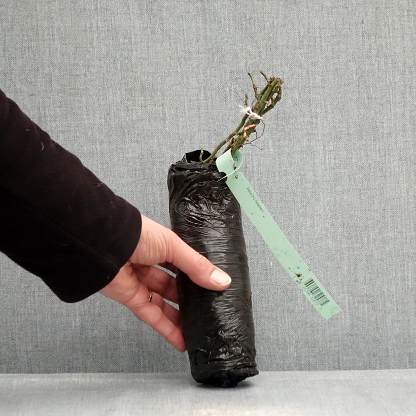 Rosal Lilliputs Roxy - Rosal tapizante Raíz desnuda Ejemplar entregado en invierno