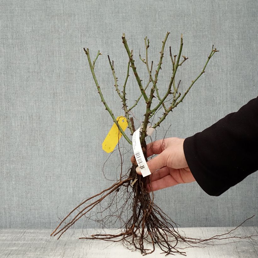 Rosal Lilliputs Little Sunset - Rosal tapizante Raíces desnudas Ejemplar entregado en invierno