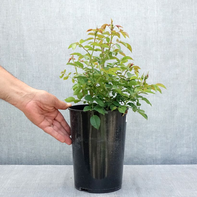 Ejemplar de Rosal persica Maestro Babylon Eyes - Rosal tapizante Maceta 4L/5L entregado en verano