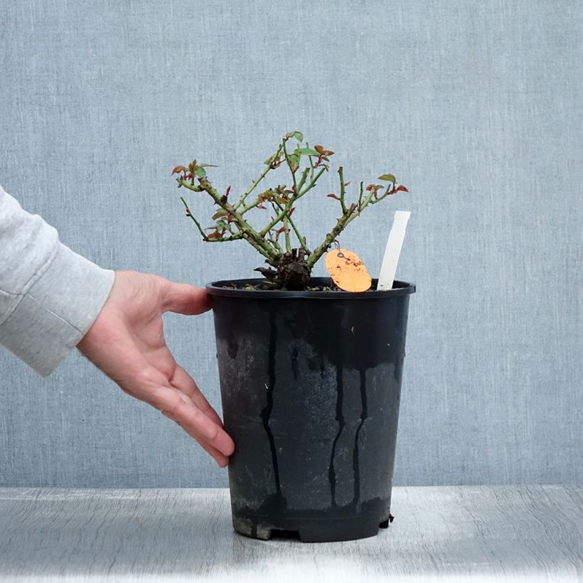 Ejemplar de Rosal Meillandina Lavender - Rosal tapizante Maceta 4L/5L entregado en otoño