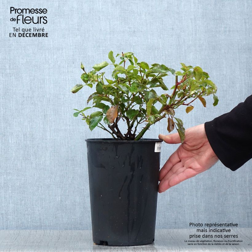 Ejemplar de Rosal persica Pastel Babylon Eyes - Rosal tapizante Maceta 4L/5L entregado en otoño