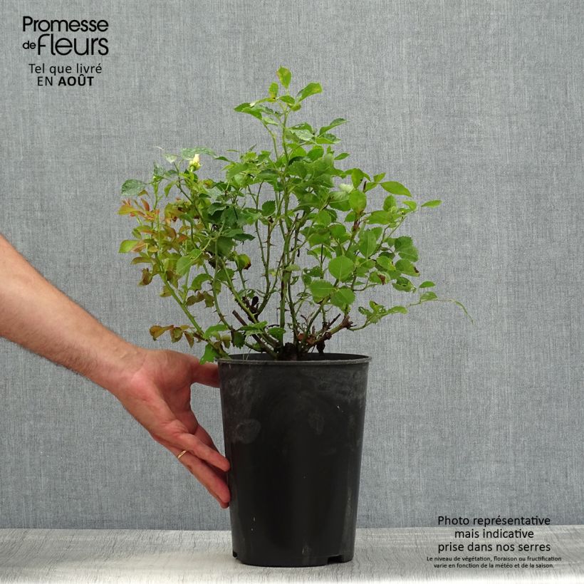 Ejemplar de Rosal persica Pastel Babylon Eyes - Rosal tapizante Maceta 4L/5L entregado en verano