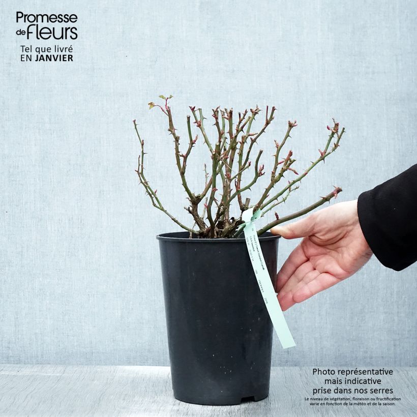 Rosal persica Sweet Babylon Eyes - Rosal tapizante Maceta 4L/5L Ejemplar entregado en invierno