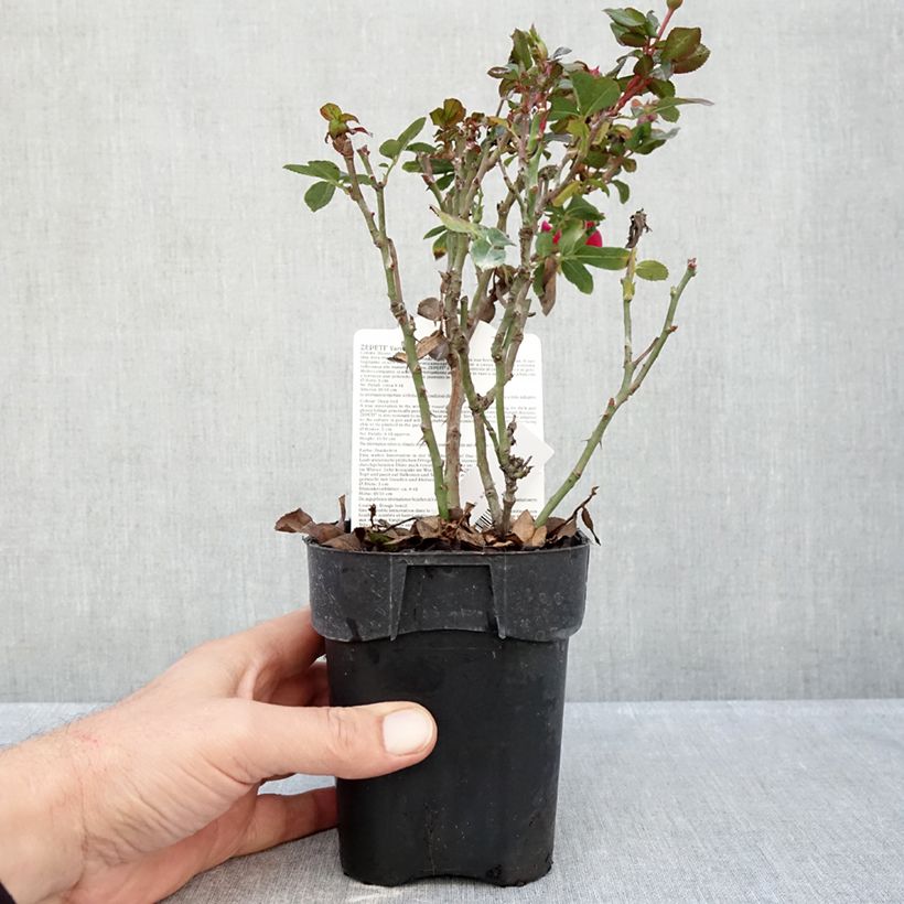 Ejemplar de Rosal Zepeti Meibenbino - Rosal tapizante Maceta de 10 cm/11 cm entregado en otoño