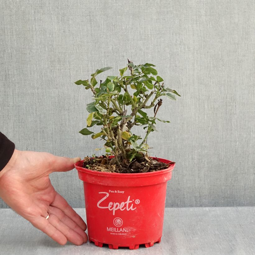 Ejemplar de Calabacín amarillo Bio - Ferme de Sainte Marthe saco de 15 semillas aproximadamente entregado en otoño