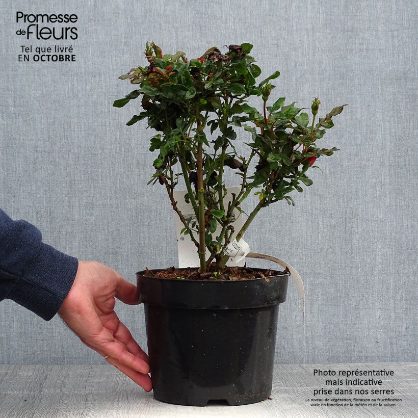 Ejemplar de Rosal Zepeti Meibenbino - Rosal tapizante Maceta 3L/4L entregado en otoño