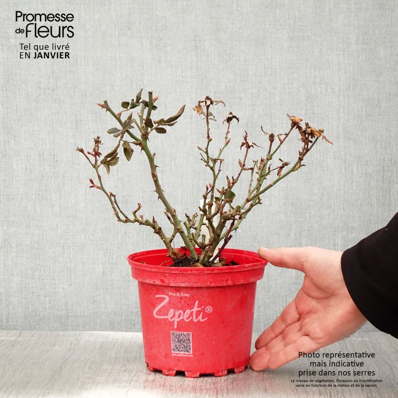Rosal Zepeti Meibenbino - Rosal tapizante Maceta 3L/4L Ejemplar entregado en invierno