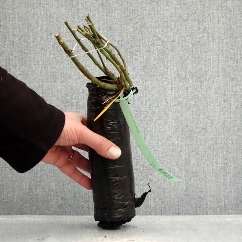 Rosal Nectar Garden Alexander von Humboldt Raíz desnuda Ejemplar entregado en invierno