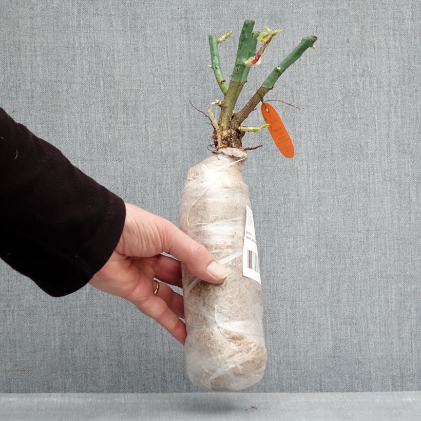 Rosal Nectar Garden Lilliput Lupo Raíz desnuda Ejemplar entregado en invierno