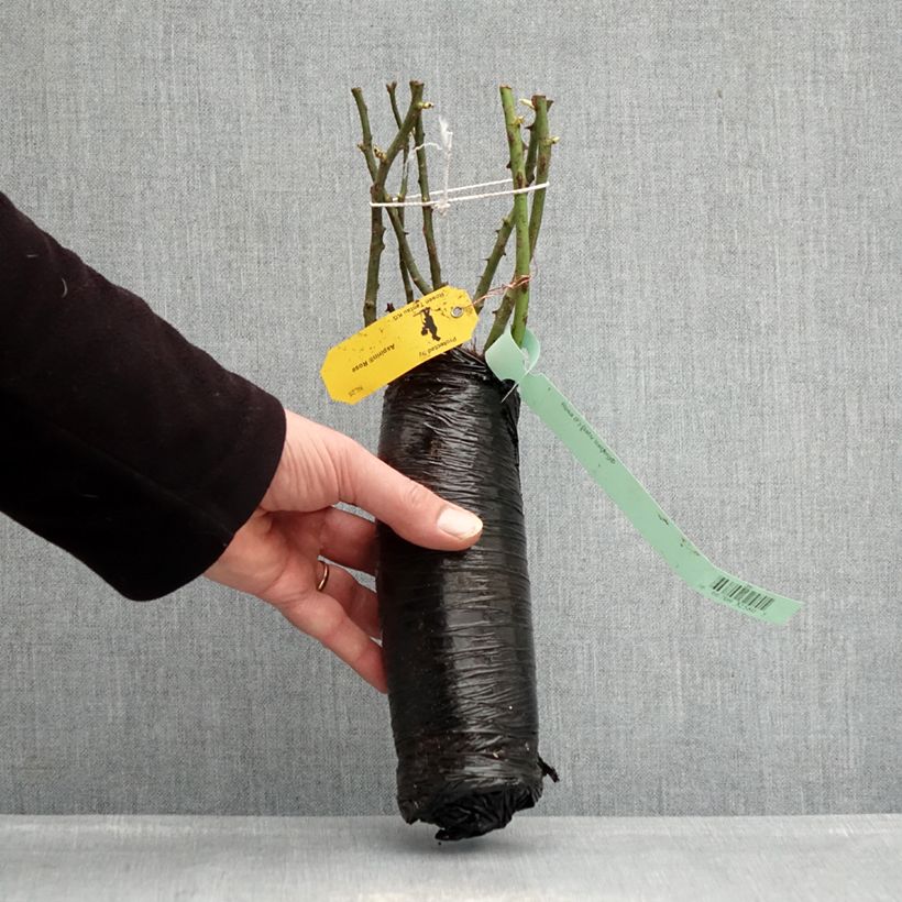 Rosal PATIO ROSE Baby Icebergl Raíz desnuda Ejemplar entregado en invierno