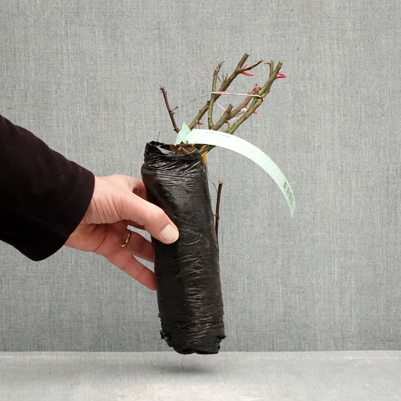 Rosal PATIO ROSE Impala Raíz desnuda Ejemplar entregado en invierno