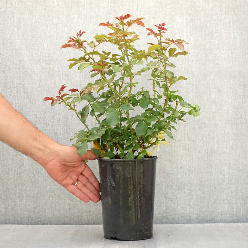 Ejemplar de Rosal PATIO ROSE Xenia Maceta 3L/4L entregado en verano