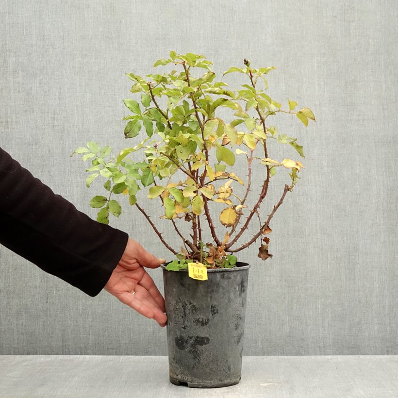 Ejemplar de Rosal PATIO ROSE Xenia Maceta 3L/4L entregado en otoño