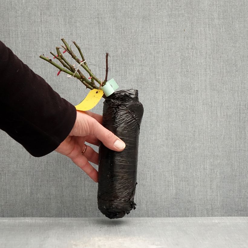 Rosal PATIO ROSE Xenia Raíz desnuda Ejemplar entregado en invierno