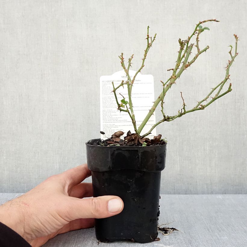 Ejemplar de Rosal Les Quatre Saisons - Rosal paisajístico Maceta de 10 cm/11 cm entregado en otoño