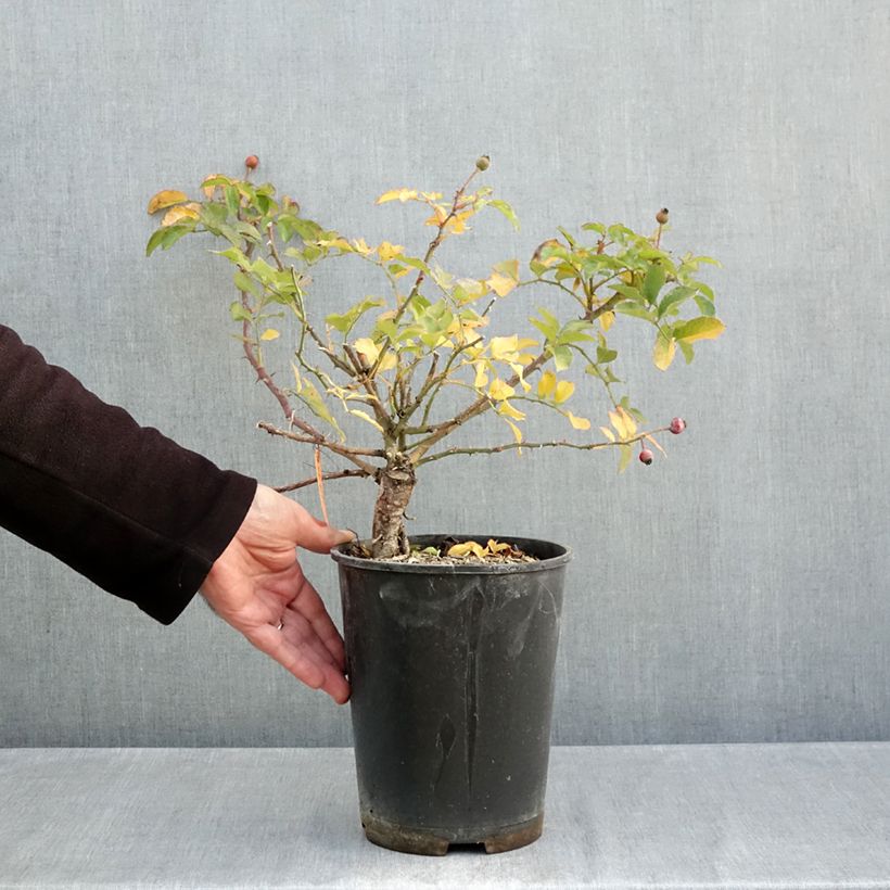 Ejemplar de Rosal Hello - Rosal tapizante Maceta 4L/5L entregado en otoño