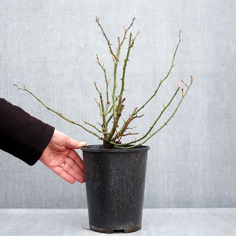 Rosal Hello - Rosal tapizante Maceta 4L/5L Ejemplar entregado en invierno