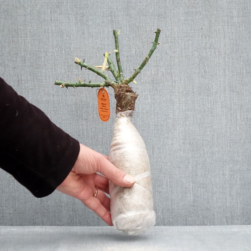 Rosal Hello - Rosal tapizante Raíz desnuda Ejemplar entregado en invierno