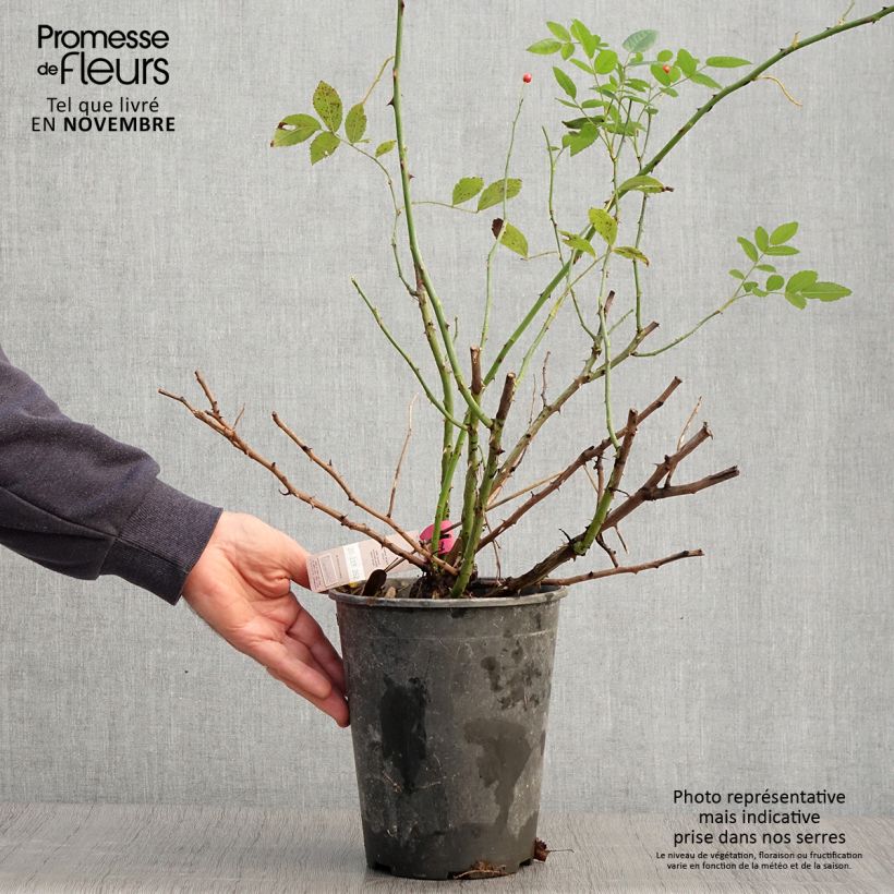 Ejemplar de Rosal Rosalnatura Bicolore - Rosal paisajístico Maceta 2L/3L entregado en otoño