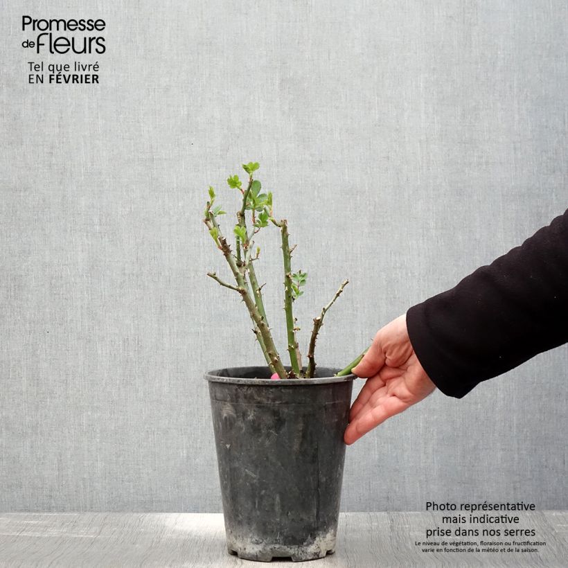 Rosal Rosalnatura Bicolore - Rosal paisajístico Maceta 2L/3L Ejemplar entregado en invierno