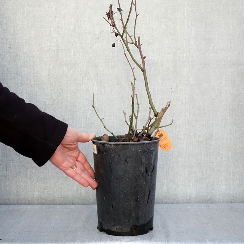 Rosal Street Colors Belle de Grasse - Rosal paisajístico Maceta 4L/5L Ejemplar entregado en invierno