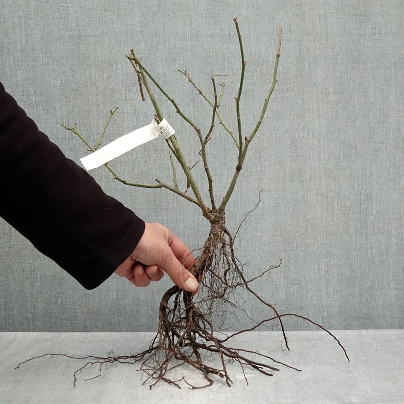 Rosal Street Colors Belle de Grasse - Rosal paisajístico Raíces desnudas Ejemplar entregado en invierno