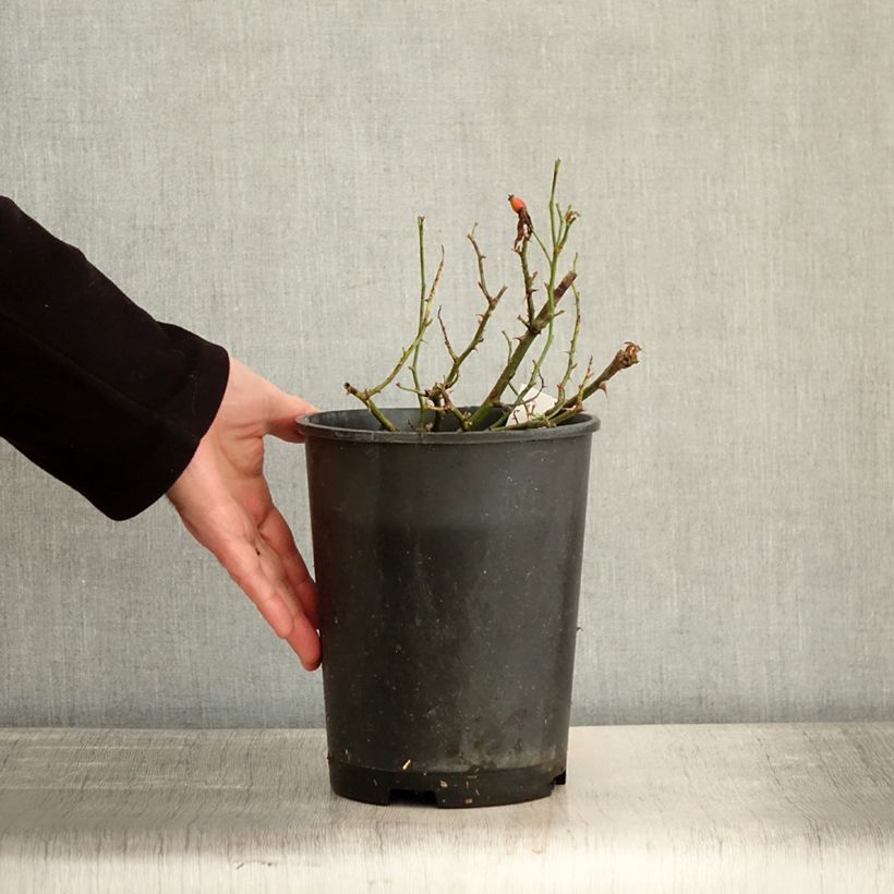 Rosal Street Colors Champs Elysées - Rosal paisajístico Maceta 2L/3L Ejemplar entregado en invierno