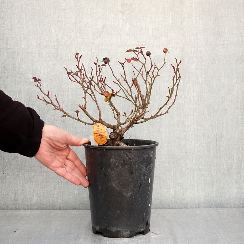 Rosal Street Colors Jolie Provence - Rosal paisajístico Maceta 4L/5L Ejemplar entregado en invierno