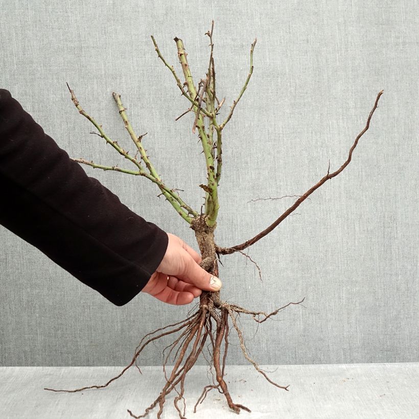 Rosal Street Colors Jolie Provence - Rosal paisajístico Raíces desnudas Ejemplar entregado en invierno