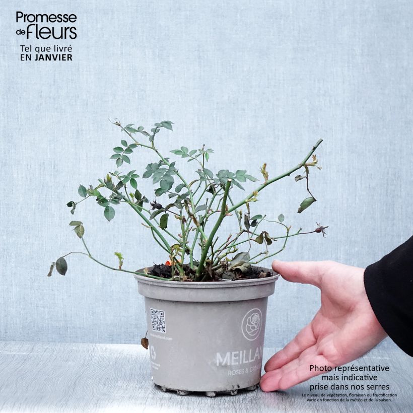 Rosal Street Colors La Grande Motte - Rosal paisajístico Maceta 2L/3L Ejemplar entregado en invierno