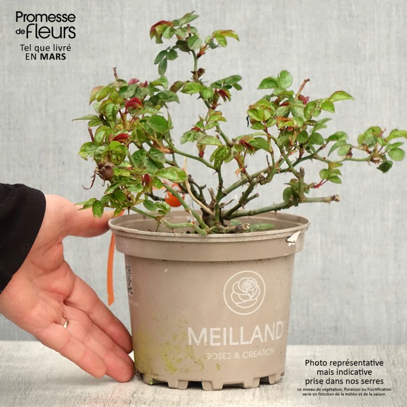 Rosal Street Colors Moulin Rouge - Rosal paisajístico Maceta 4L/5L Ejemplar entregado en la primavera