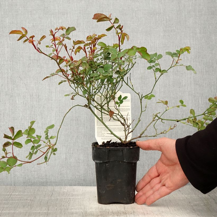 Rosal Street Colors Rêve de Paris - Rosal paisajístico Maceta de 10 cm/11 cm Ejemplar entregado en la primavera