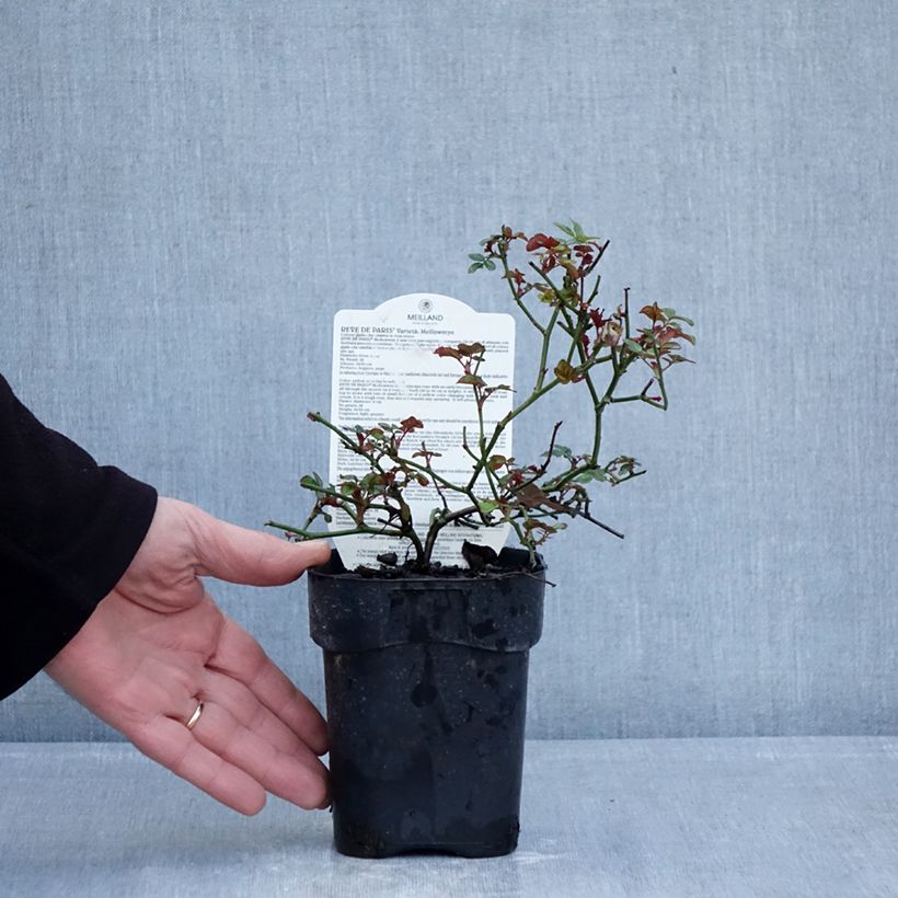 Rosal Street Colors Rêve de Paris - Rosal paisajístico Maceta de 10 cm/11 cm Ejemplar entregado en invierno