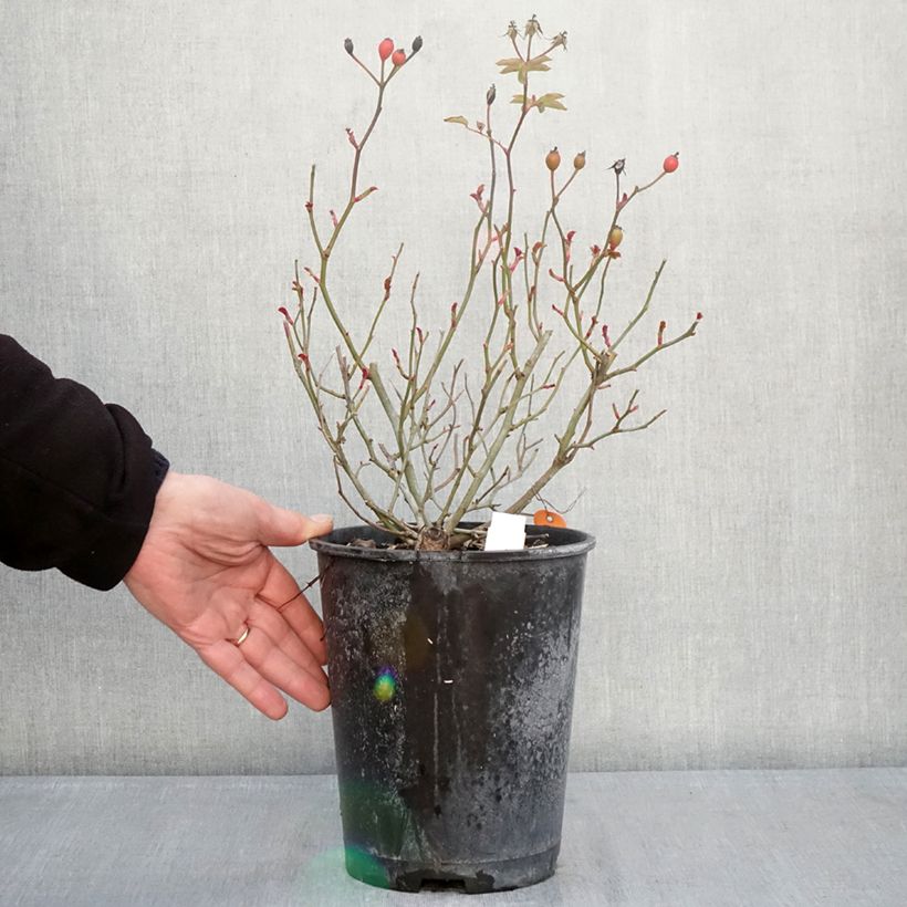 Rosal Street Colors Rêve de Paris - Rosal paisajístico Maceta 4L/5L Ejemplar entregado en invierno