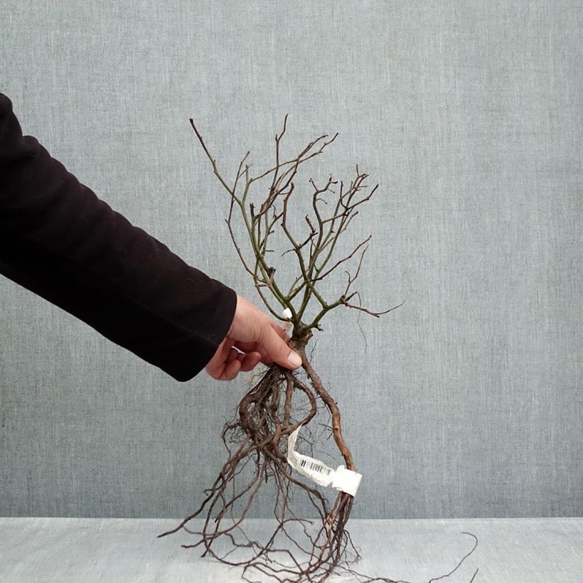 Rosal Street Colors Rêve de Paris - Rosal paisajístico Raíces desnudas Ejemplar entregado en invierno