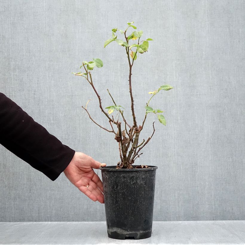 Ejemplar de Rosal polyantha Mona Lisa Maceta 4L/5L entregado en otoño