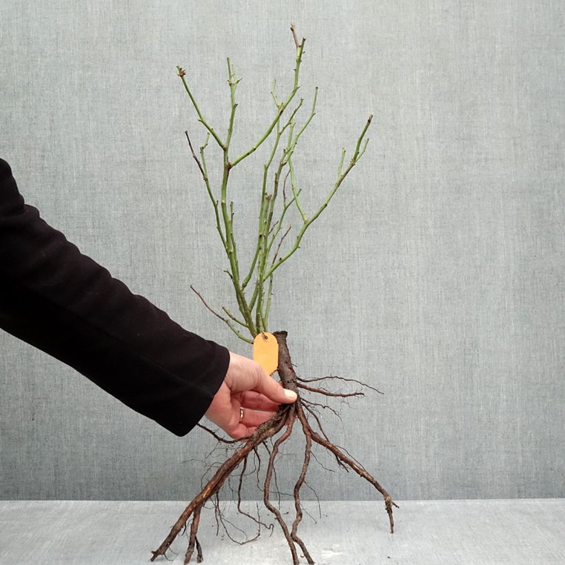 Rosal polyantha Mona Lisa Raíces desnudas Ejemplar entregado en invierno