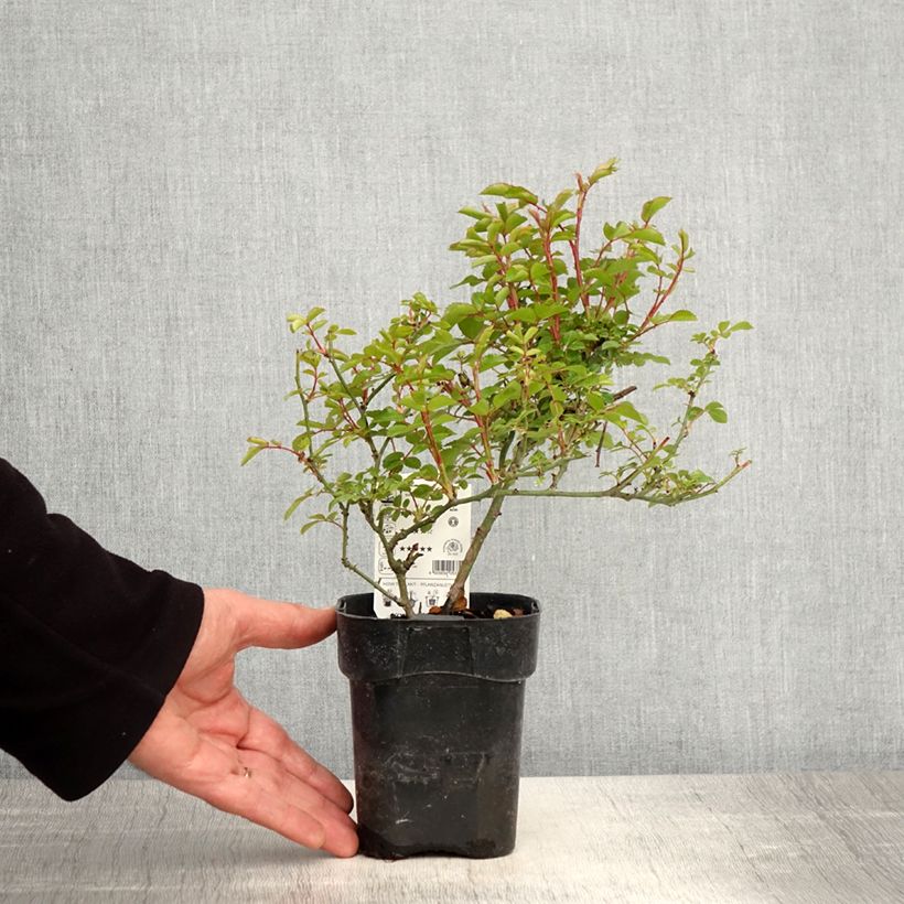 Rosal Rigo Rosen Innocencia Maceta de 10 cm/11 cm Ejemplar entregado en la primavera